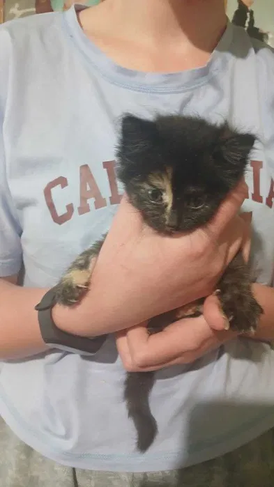 роздаю котів безкоштовно